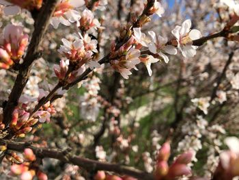 Close-up of cherry blossoms in spring