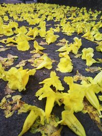 High angle view of yellow flowering plant leaves on field