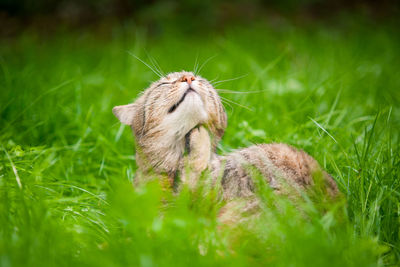 Close-up of a cat on grass