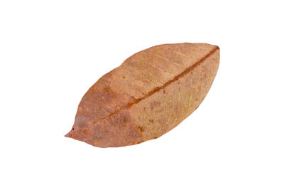 Close-up of dry leaf against white background