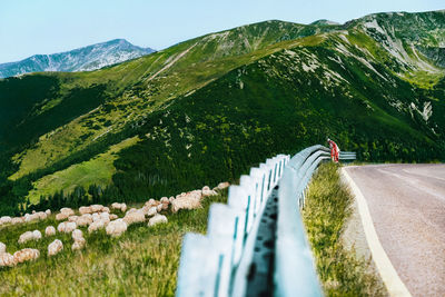 Scenic view of road,  flock of sheep and mountains against sky