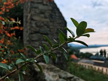 Close-up of fresh green plant against sky