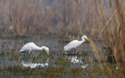 Flock of birds in the water