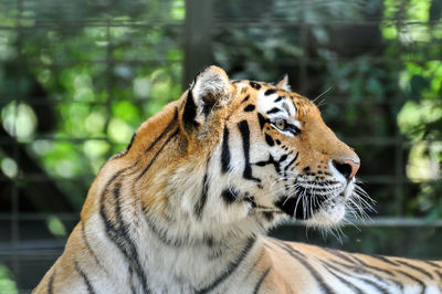 Close-up of tiger outdoors
