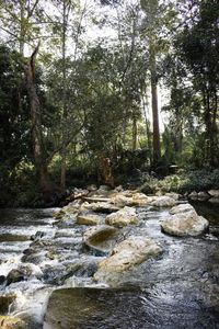 Stream flowing through rocks in forest