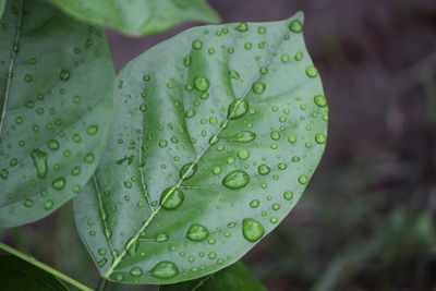 Close-up of raindrops on leaf