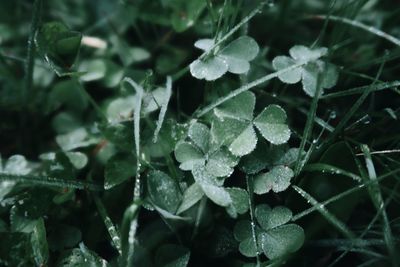 Close-up of raindrops on leaves