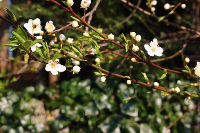 Close-up of white flowers blooming on tree