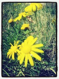 Close-up of yellow flowers blooming in field