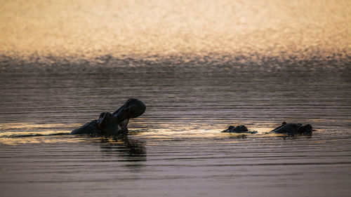 Ducks swimming in lake at sunset