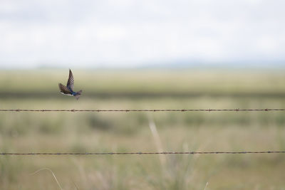 View of birds flying against the sky