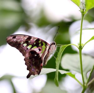 Close-up of butterfly perching on plant