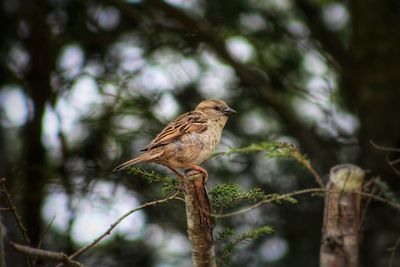 Low angle view of bird perching on branch