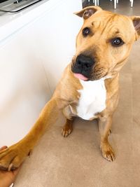 Close-up portrait of dog