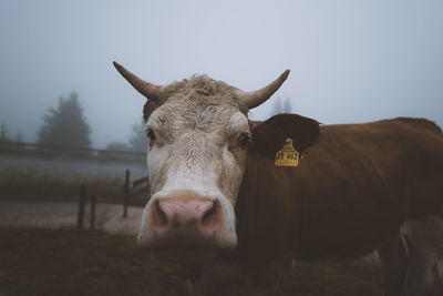 Portrait of cow at farm against sky