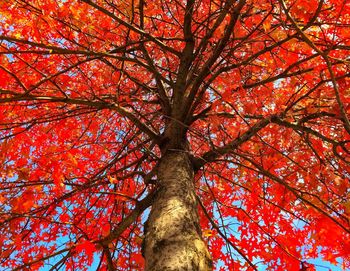 Low angle view of tree against sky
