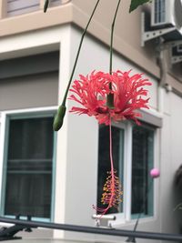 Close-up of red flower