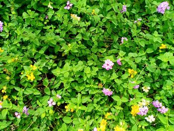 High angle view of flowering plants