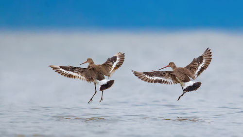 Bird flying over sea