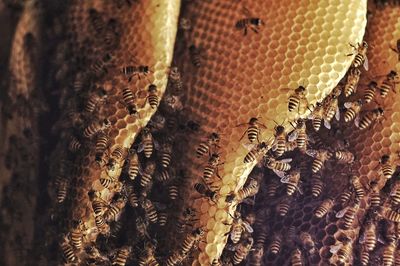 Close-up of bee on water