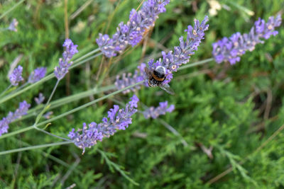 Close-up of insect on purple flowering plant