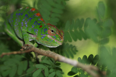 Close-up of lizard on plant