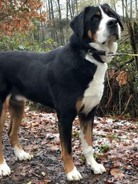 Close-up of dog sitting in forest