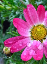 Close-up of wet pink flower blooming outdoors