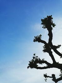 Low angle view of tree against sky