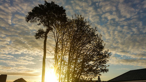 Tree against sky during sunset