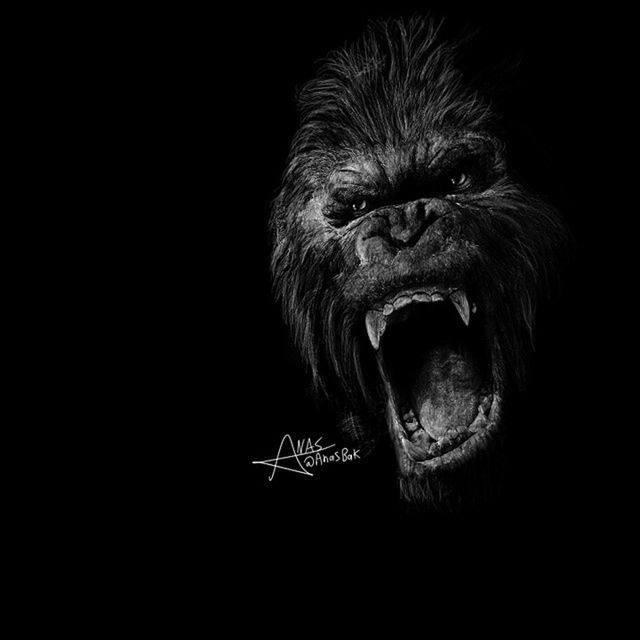 black background, animal themes, one animal, studio shot, night, copy space, animal head, close-up, dark, mammal, domestic animals, portrait, animal body part, pets, wildlife, looking at camera, front view, no people, indoors