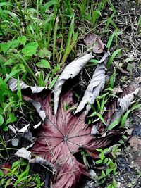 High angle view of dry leaves on field