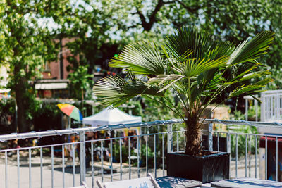 Close-up of palm tree