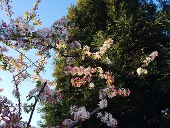 Low angle view of pink flowers blooming on tree