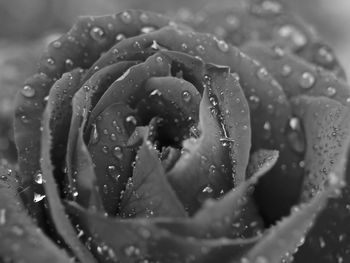 Close-up of water drops on rose