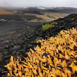 Scenic view of autumn leaves