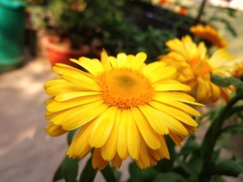 Close-up of yellow flower blooming outdoors