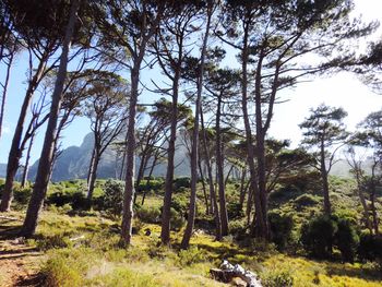 Low angle view of trees in forest