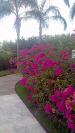Pink flowers blooming on tree