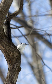 Low angle view of bird perching on tree