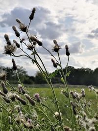 Close-up of flowering plants on field against sky