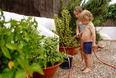 Side view of cute little sister and brother watering fresh green potted plants from hose while spending time together in backyard