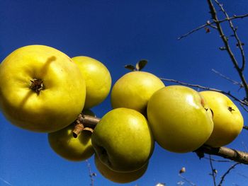 Close-up of fruits on tree against blue sky