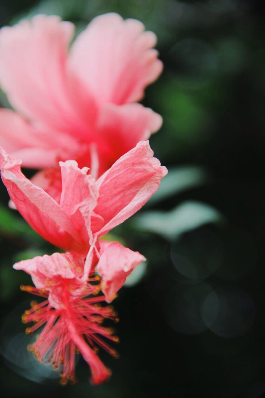 flower, beauty in nature, nature, petal, pink color, close-up, freshness, fragility, growth, flower head, plant, no people, outdoors, day, rhododendron