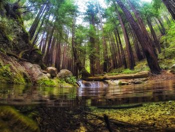 Reflection of trees in lake