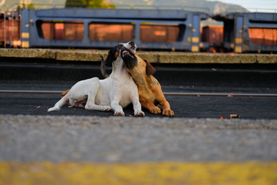 Dog yawning