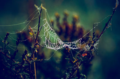 Close-up of wet spider web on plant