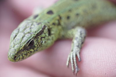 Close-up of hand feeding on green leaf