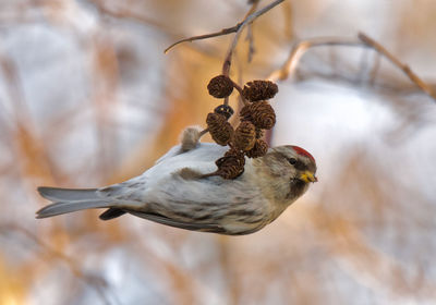 Close-up of bird
