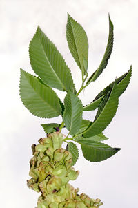 Close-up of green leaves